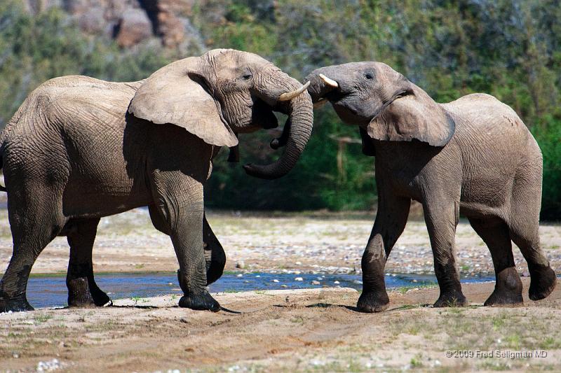 20090604_122700 D300 X1.jpg - Elephants